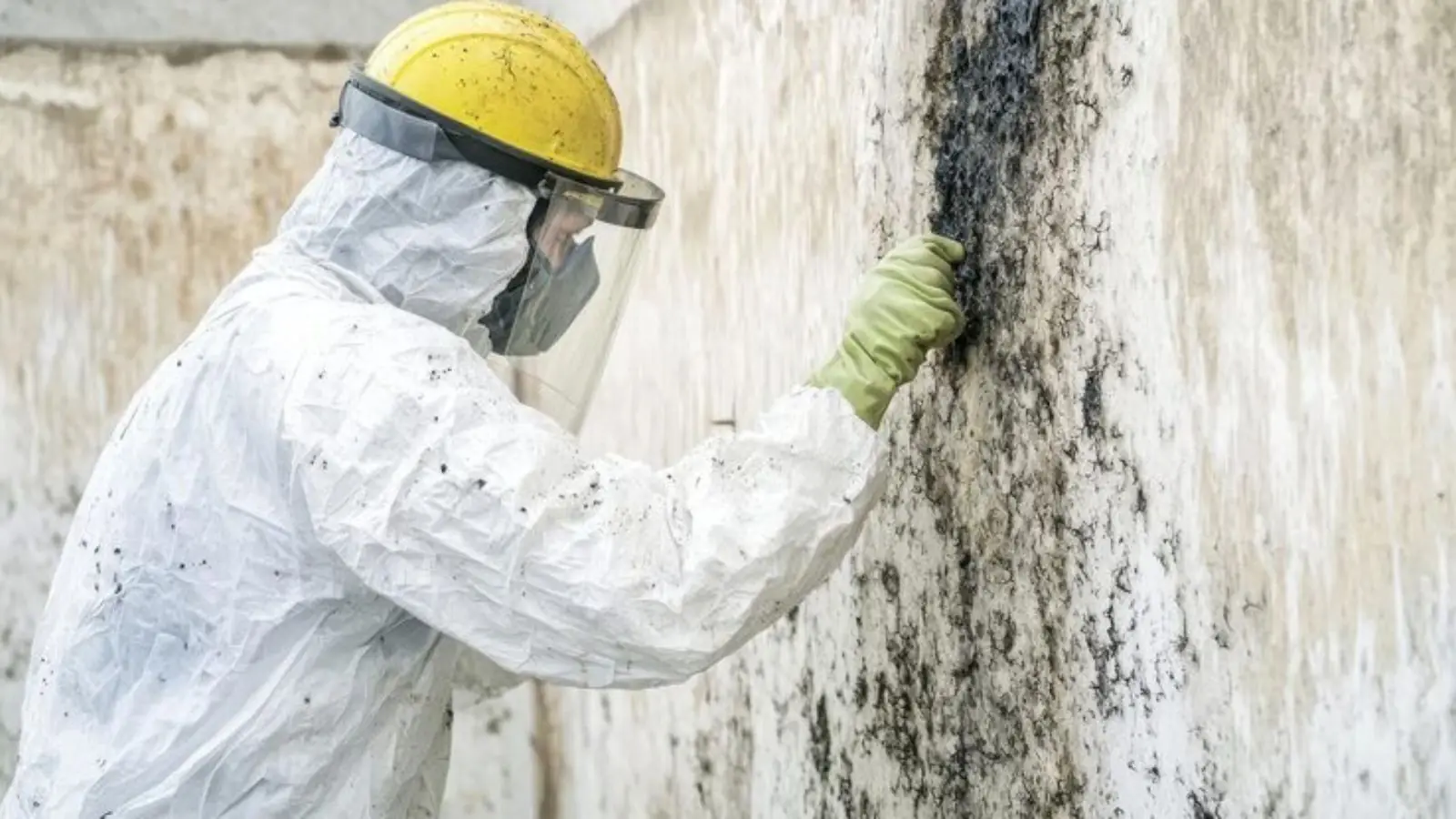 Worker in a protective suit and face shield touching a wall covered in black mold