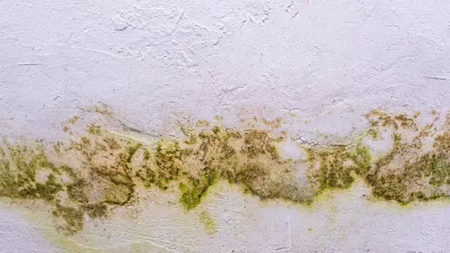 Yellow-green growth along a wall surface